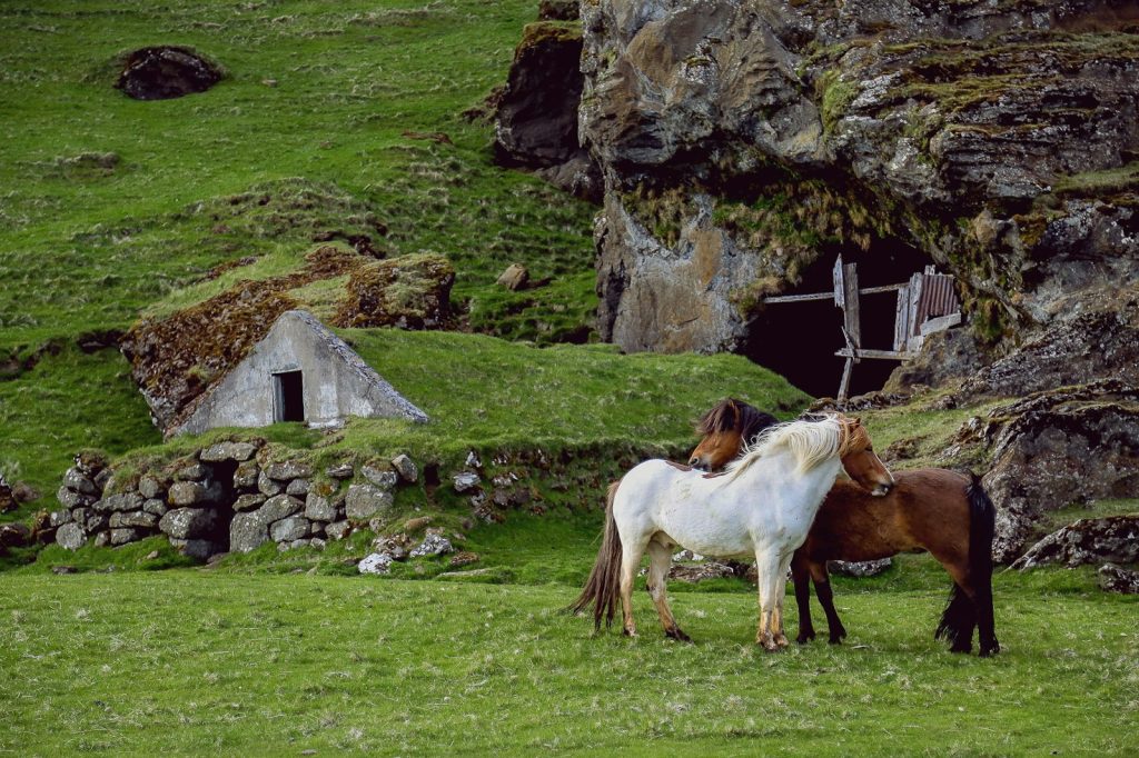 Horses grazing on lush green grass near a rocky hillside with an old stone structure in the background