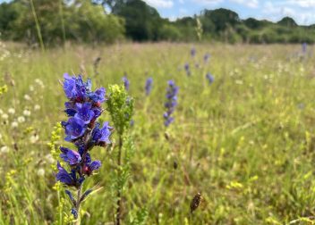Purple wildflower in a sunlit meadow with blurred green background under a clear blue sky