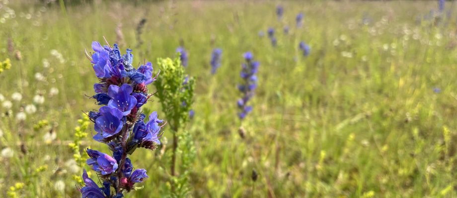 Purple wildflower in a sunlit meadow with blurred green background under a clear blue sky