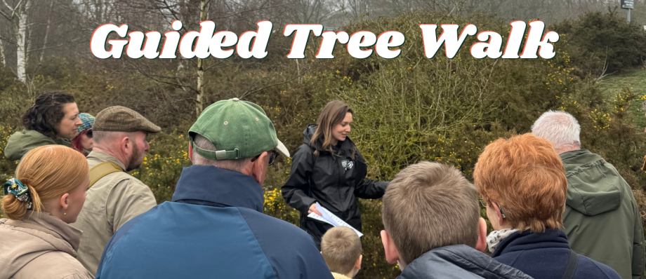 Group enjoying a guided tree walk in a forest setting with a knowledgeable guide sharing insights