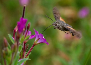 Hummingbird hawk-moth feeding on vibrant pink flowers in a garden setting