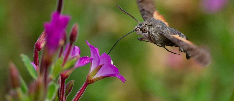 Hummingbird hawk-moth feeding on vibrant pink flowers in a garden setting