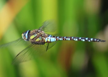 Close-up of a colourful dragonfly in flight against a blurred green background in a natural setting