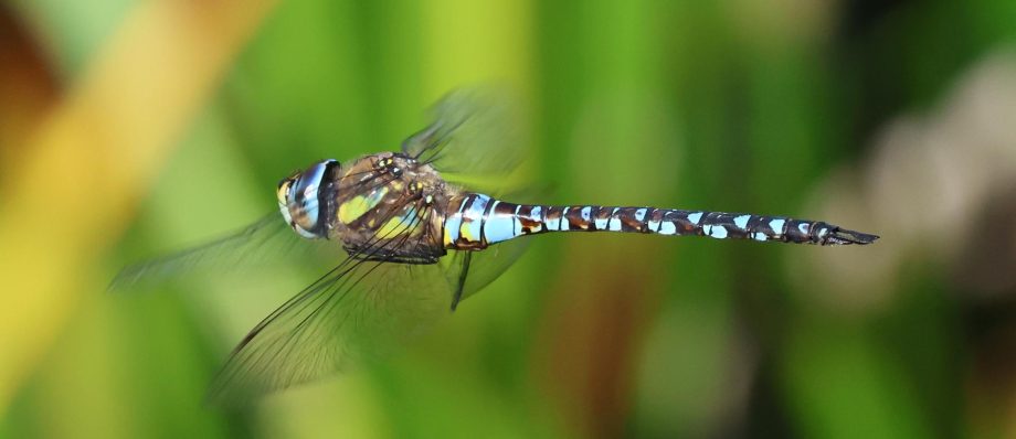 Close-up of a colourful dragonfly in flight against a blurred green background in a natural setting