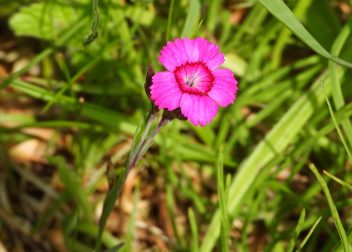 Bright pink wildflower in grassy meadow, showcasing vibrant petals and natural beauty in a lush green setting