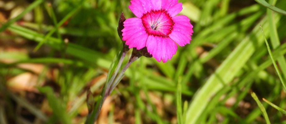 Bright pink wildflower in grassy meadow, showcasing vibrant petals and natural beauty in a lush green setting
