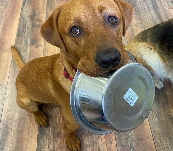 Brown dog with food bowl in mouth on wooden floor, looking up with pleading eyes, wearing red collar