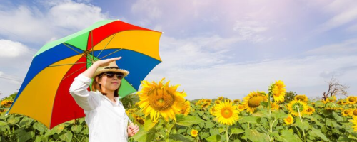 Woman with colourful umbrella in sunflower field under a bright sky, enjoying a sunny day in nature